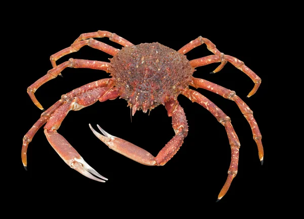 Araignée européenne crabe — Photo