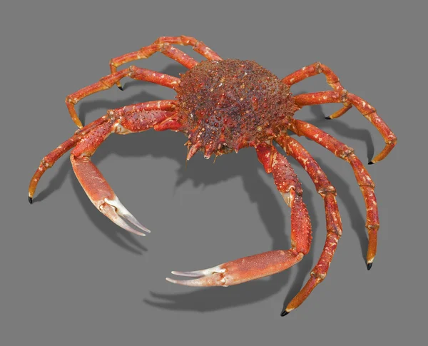 Araignée européenne crabe — Photo