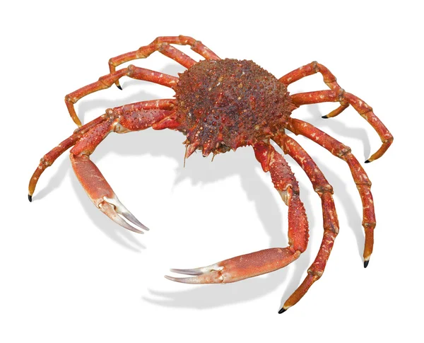 Araignée européenne crabe — Photo