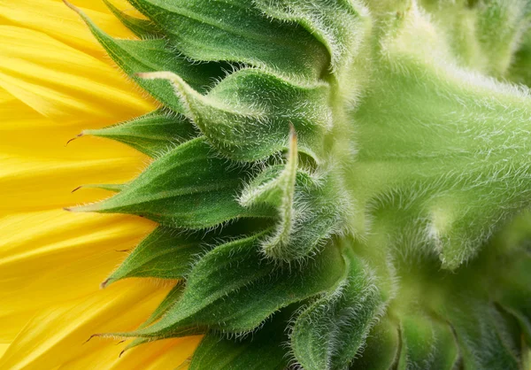 Sonnenblumen Nahaufnahme — Stockfoto