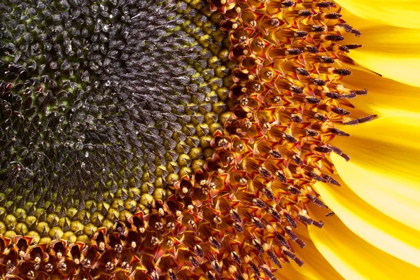 Олія соняшникова крупним планом постріл — стокове фото
