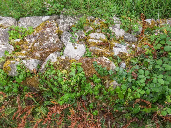Overgrown wall detail — Stock Photo, Image