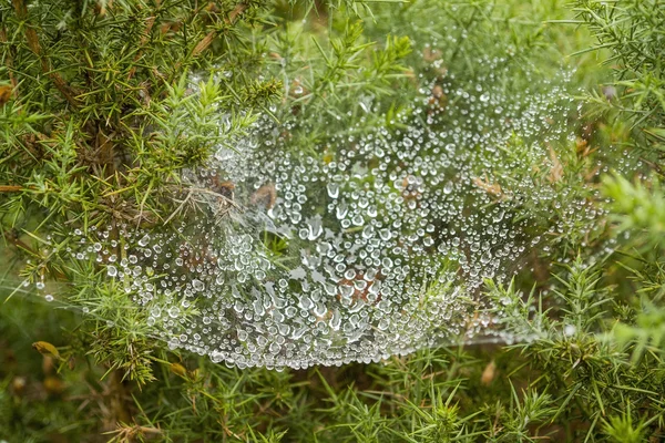 Wszystko mokre pajęczyna — Zdjęcie stockowe