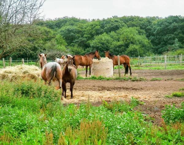 Paddock in Brittany — Stock Photo, Image