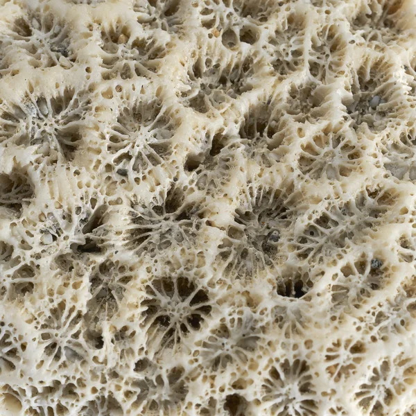 Stony coral closeup — Stock Photo, Image