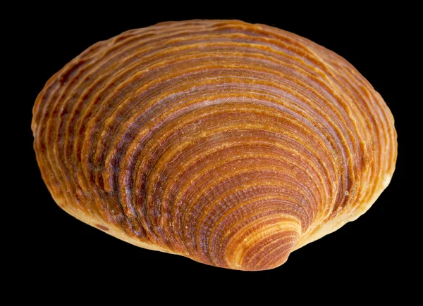 Sea shell macro — Stock Photo, Image