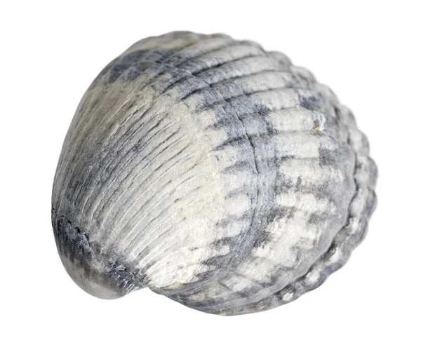 Makro shell laut — Stok Foto