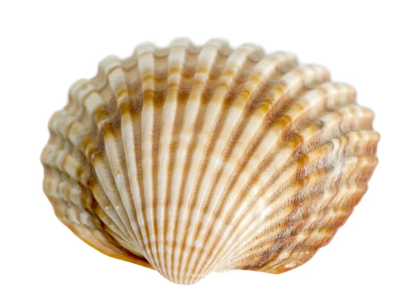 Sea shell makro — Stockfoto