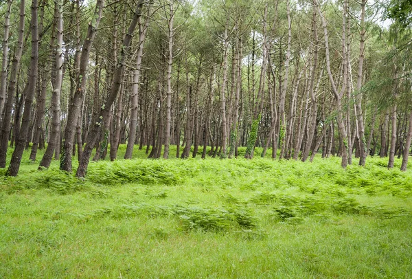 Skog landskap i Bretagne — Stockfoto