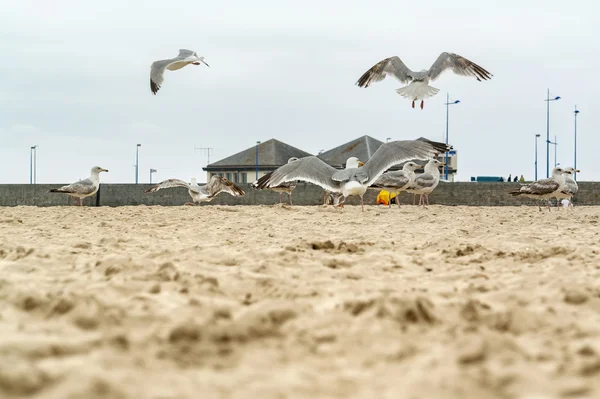 Quiberon in Brittany — Stock Photo, Image