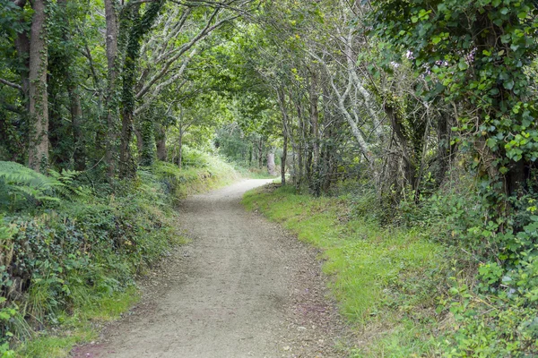 Vandringsled i skog — Stockfoto