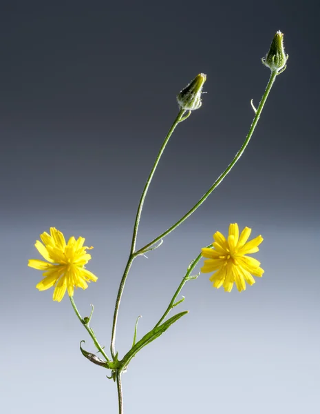 Longo stiped flor amarela — Fotografia de Stock