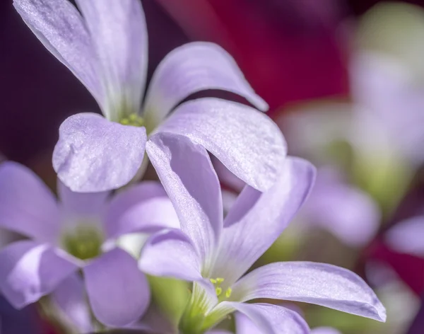 Lila květ detail — Stock fotografie