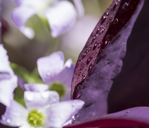 Detalhe flor lilás — Fotografia de Stock