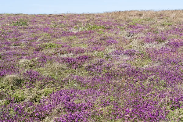 Roślinność kolorowe heath — Zdjęcie stockowe