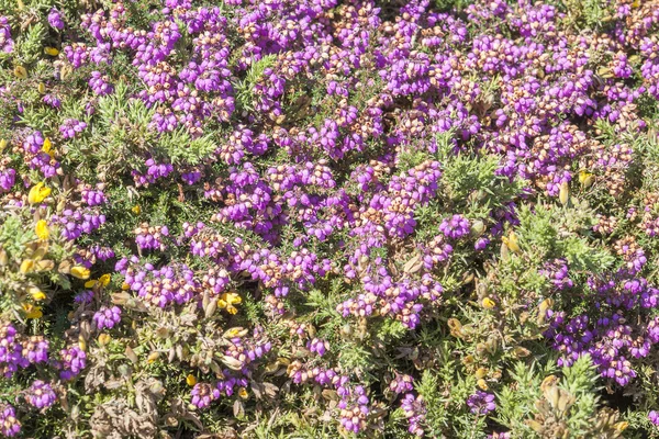 Renkli heath bitki örtüsü — Stok fotoğraf