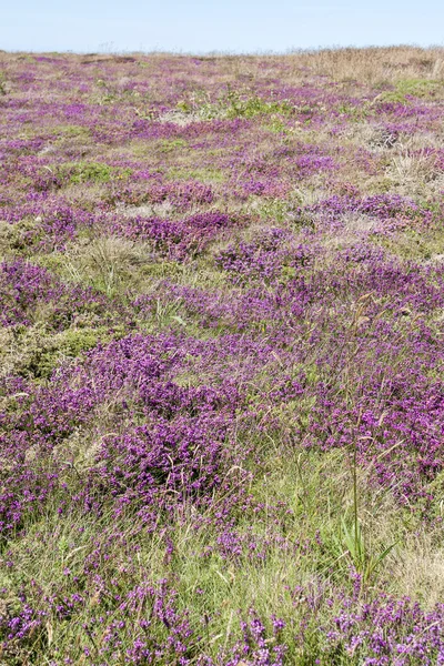 Renkli heath bitki örtüsü — Stok fotoğraf