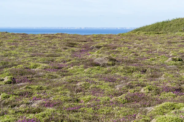 Roślinność kolorowe heath — Zdjęcie stockowe