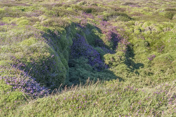 Wrzos roślinności w Pointe du Van w Bretanii — Zdjęcie stockowe