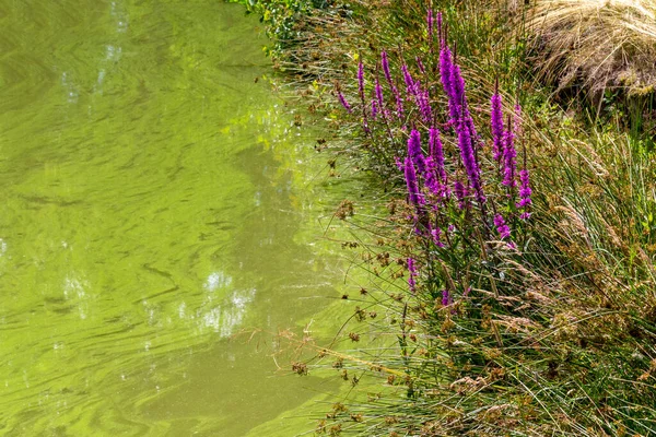 Riparian Scenery Pond Including Some Vibrant Pink Flowers — Stock Photo, Image