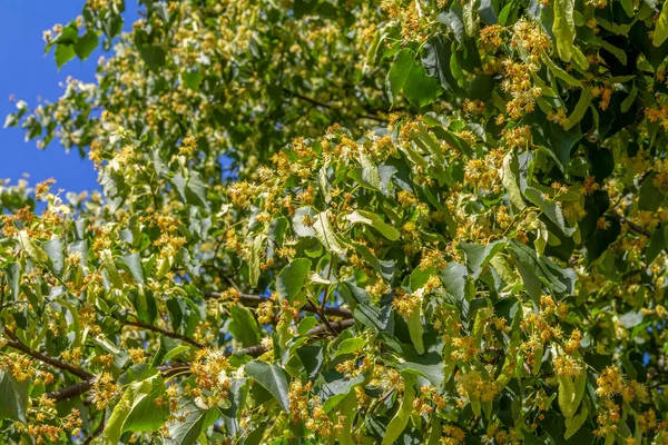 Wiele Kwiatów Limonki Owoców Słonecznej Atmosferze — Zdjęcie stockowe