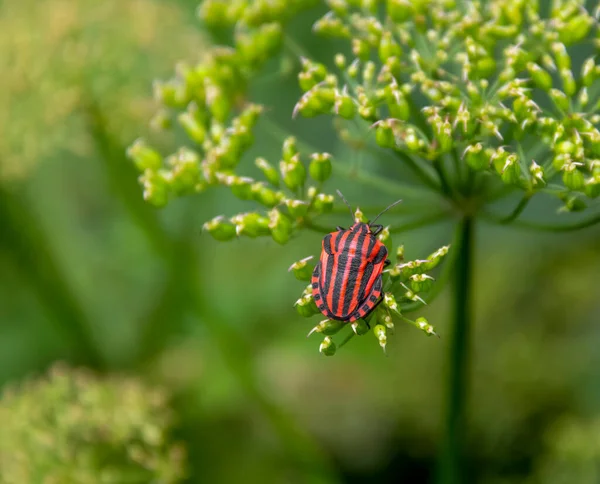 Kırmızı Siyah Çizgili Böcek Çiçekte Umbel — Stok fotoğraf