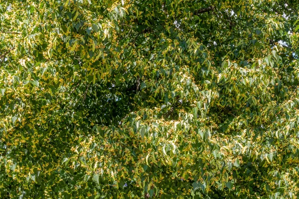 日当たりの良い雰囲気の中で多くのライムの花や果物を示すフルフレームショット — ストック写真