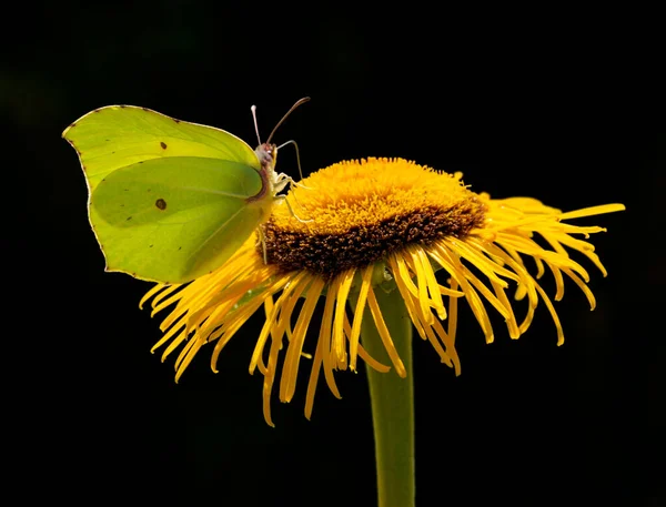 Una Mariposa Azufre Común Una Flor Amarilla Espalda Negra —  Fotos de Stock