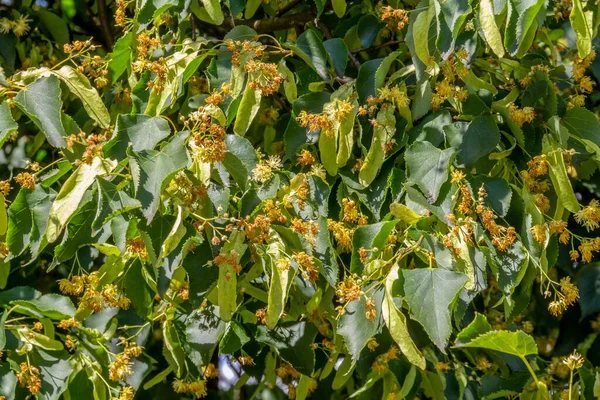 Full Frame Shot Showing Lots Lime Blossoms Fruits Sunny Ambiance — Stock Photo, Image