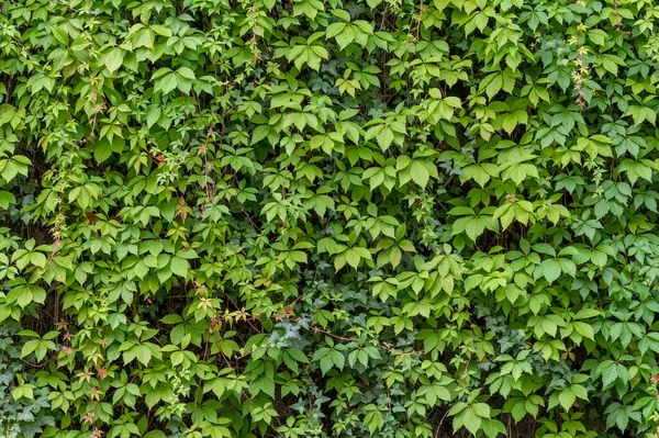 Tam Çerçeve Yeşil Tırmanma Tesisi Arkaplanı — Stok fotoğraf