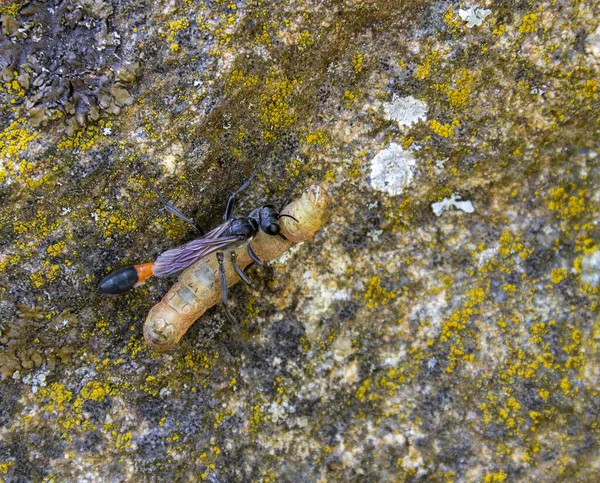 Sand Wasp Captured Prey Stone Surface — Stock Photo, Image