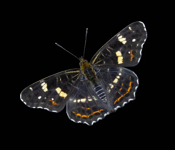 Motyl Rozpostartymi Skrzydłami Odizolowany Czarno — Zdjęcie stockowe