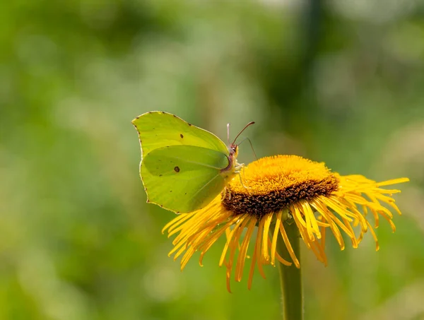 Ein Gewöhnlicher Schwefelfalter Einer Gelben Blume Natürlicher Umgebung — Stockfoto