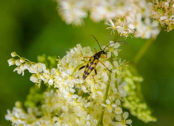 Scarabeo Longhorn Strisce Gialle Nere Ombrello Fiore Bianco — Foto Stock