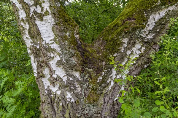 Closeup Shot Birch Tree Crotch — Stock Photo, Image