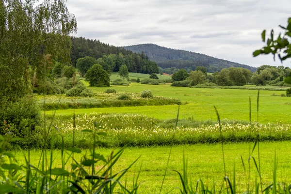 Cenário Idílico Torno Wiesenfelden Floresta Baviera Hora Verão — Fotografia de Stock