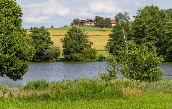 Idylliczna Sceneria Nadbrzeża Wokół Wiesenfelden Lesie Bawarskim Okresie Letnim — Zdjęcie stockowe