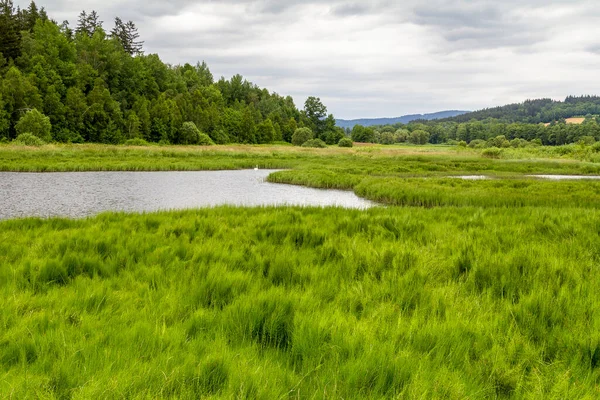 Idyllische Uferlandschaft Rund Wiesenfelden Bayerischen Wald Zur Sommerzeit — Stockfoto