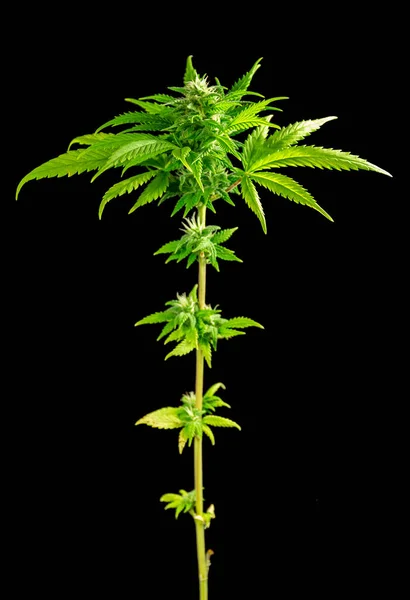 Plante Cannabis Vert Frais Isolée Dans Dos Noir — Photo