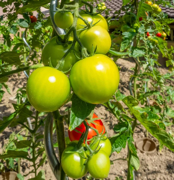 Plan Détail Plants Tomates Dans Une Ambiance Ensoleillée — Photo