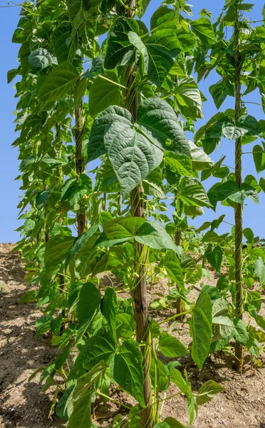 一些生长在阳光充足的环境中的豆子植物 — 图库照片
