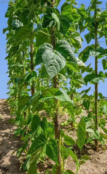 Sommige Paalbonen Planten Zonnige Ambiance Stockfoto