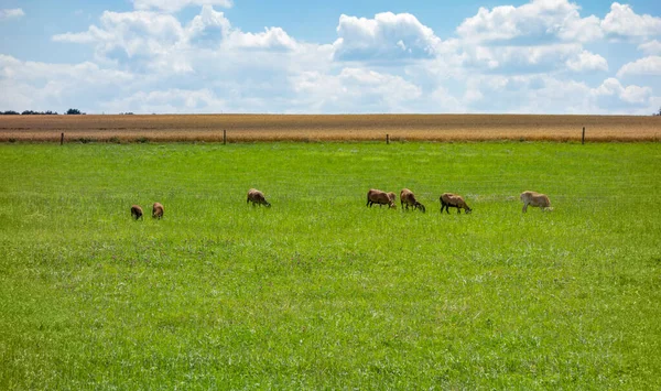 Rural Scenery Including Some Goats Meadow Hohenlohe Summer Time — Stock Photo, Image