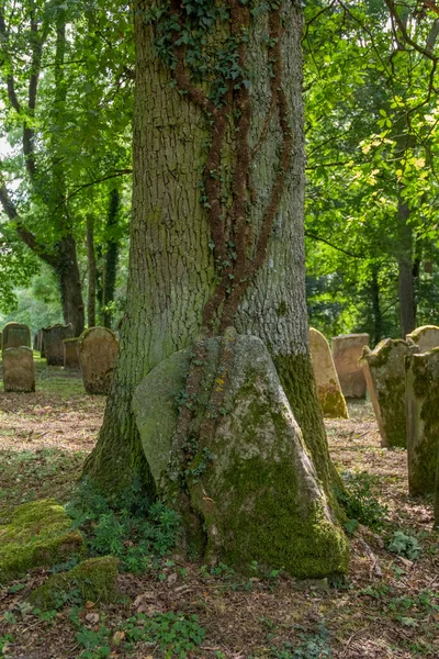 Détail Cimetière Juif Historique Près Berlichingen Hohenlohe Une Zone Dans — Photo