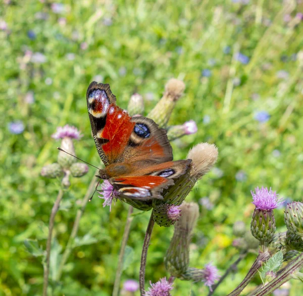 Pavão Borboleta Descansando Botão Flor Ambiente Ensolarado — Fotografia de Stock