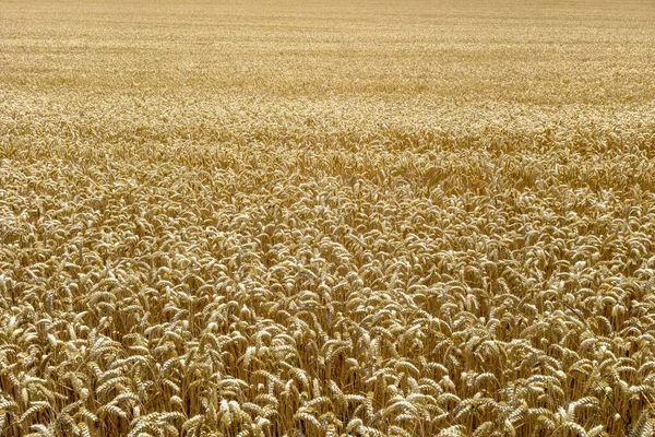 Pieno Telaio Campo Grano Maturo Primo Piano — Foto Stock