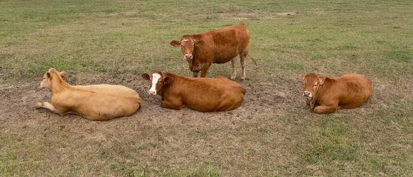 Group Resting Brown Cows Meadow Summer Time — Stock Photo, Image