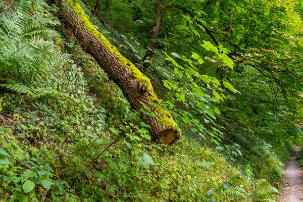 Idyllic Forest Track Jagst Valley Southern Germany Summer Time — Stock Photo, Image