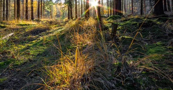 Sonnige Abendwaldkulisse Zur Herbstzeit — Stockfoto