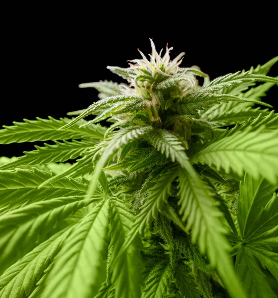 Floraison Cannabis Vert Frais Gros Plan Dans Dos Noir — Photo